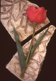 Pink Tulip On Spanish Stone